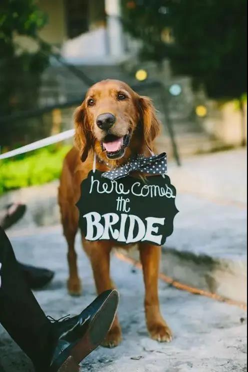 新娘：“狗子在婚礼上抢走了我老公~”  第14张